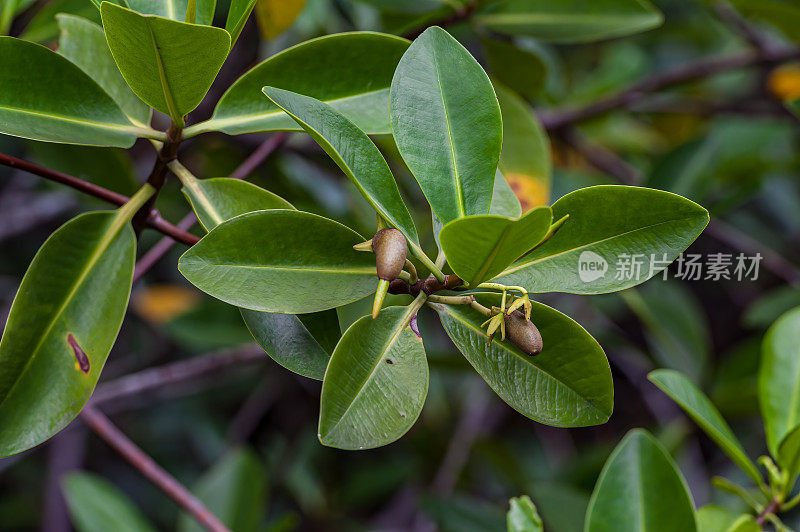 红红树，Rhizophora mangle，伊丽莎白湾;伊莎贝拉岛;Albermarle岛;加拉帕戈斯群岛;加拉帕戈斯群岛;厄瓜多尔。Rhizophoraceae。种子。